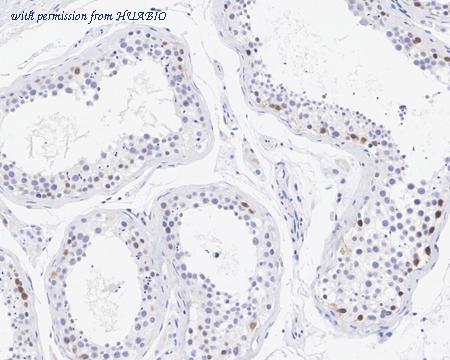 HUABIO HA750984 image 2