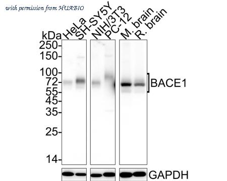 HUABIO HA750990 image 1