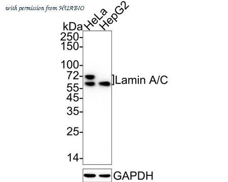 HUABIO HA750991 image 1