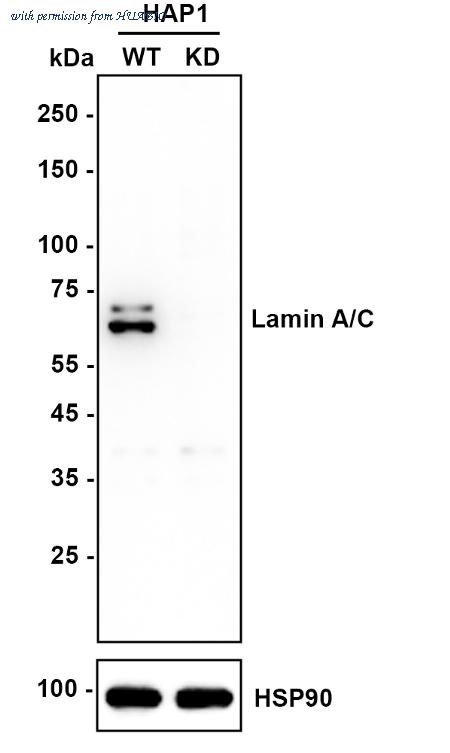 HUABIO HA750991 image 2