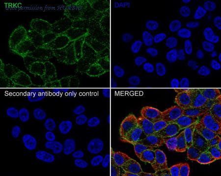 HUABIO HA750999 image 2