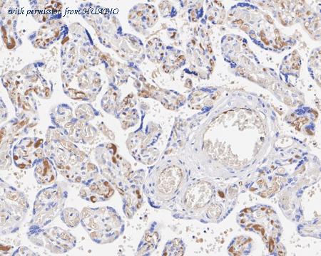 HUABIO HA751007 image 3