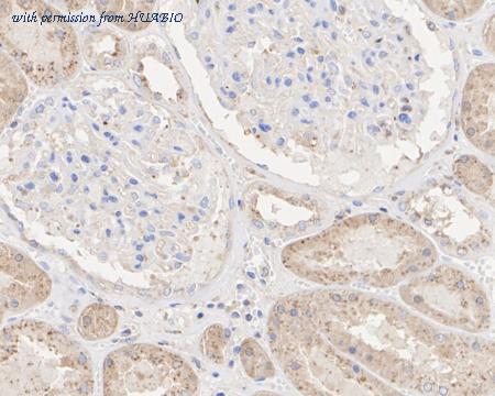 HUABIO HA751011 image 2