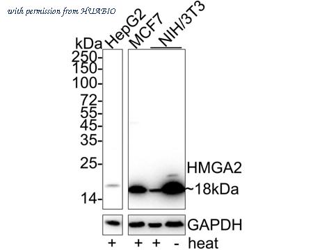 HUABIO HA751012 image 1
