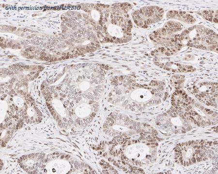 HUABIO HA751012 image 3