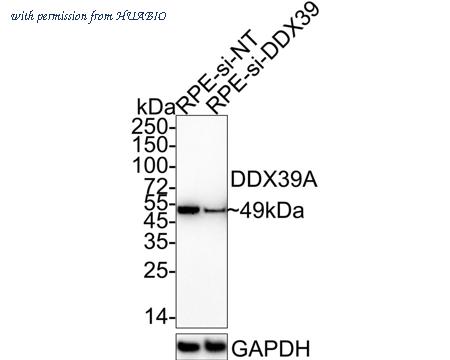 HUABIO HA751020 image 2