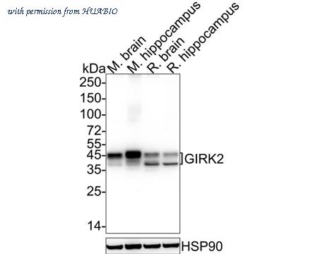 HUABIO HA751027 image 2