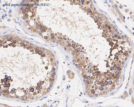 HUABIO HA751028 image 2