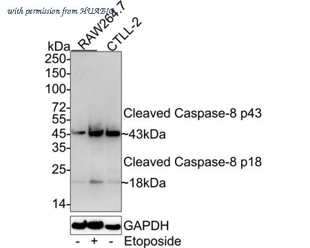 HUABIO HA751031 image 1