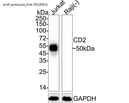 HUABIO HA751033 image 1
