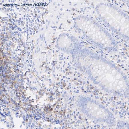 HUABIO HA751033 image 3