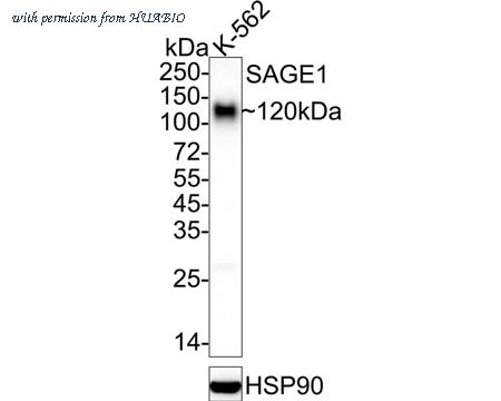 HUABIO HA751036 image 1