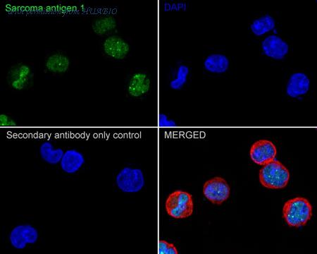 HUABIO HA751036 image 2