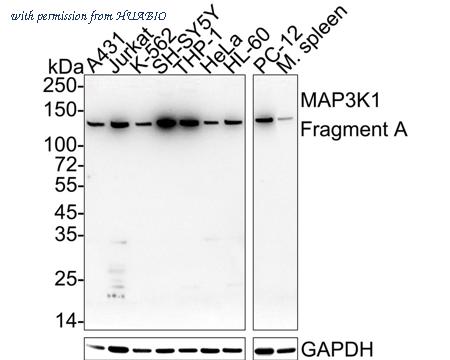 HUABIO HA751048 image 1