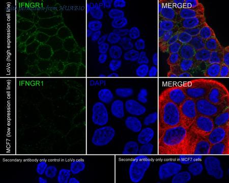 HUABIO HA751049 image 2