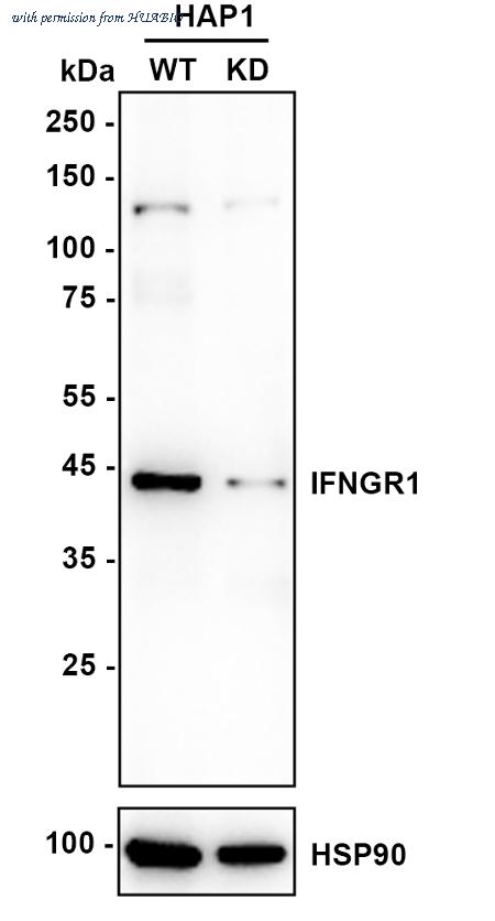 HUABIO HA751049 image 3