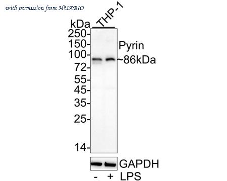HUABIO HA751050 image 1
