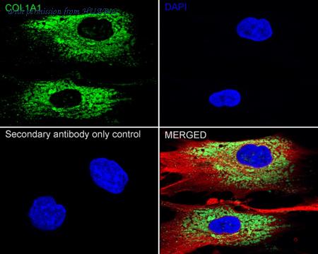 HUABIO HA751058 image 3