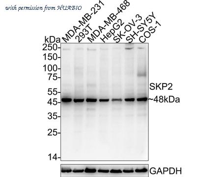 HUABIO HA751060 image 1