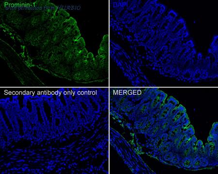 HUABIO HA751072 image 3
