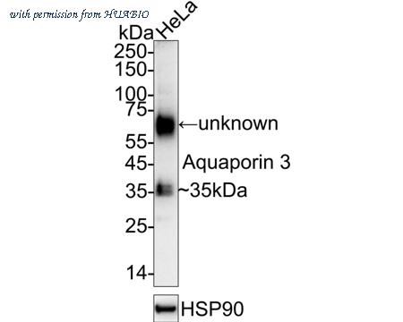 HUABIO HA751081 image 1