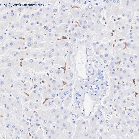 HUABIO HA751083 image 2