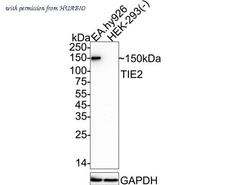 HUABIO HA751089 image 1