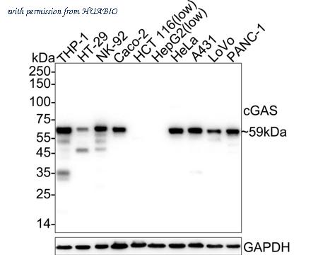 HUABIO HA751093 image 1