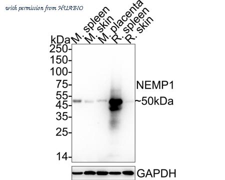 HUABIO HA751095 image 1