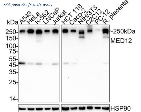 HUABIO HA751096 image 1