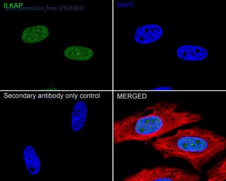 HUABIO HA751108 image 2