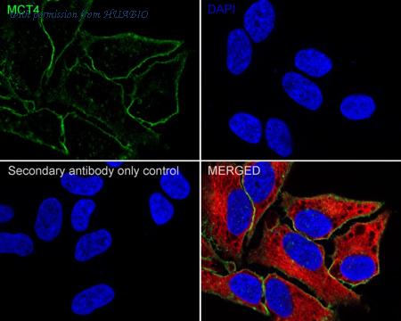 HUABIO HA751115 image 2