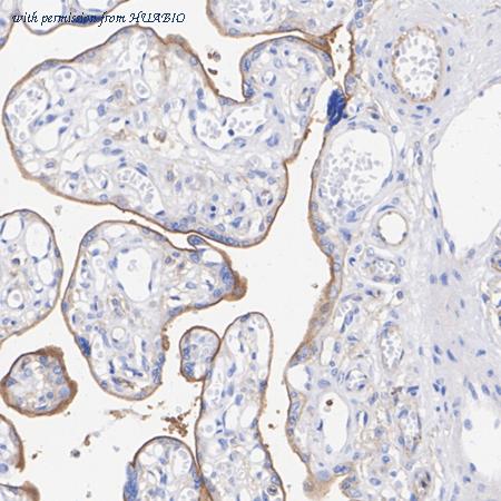 HUABIO HA751115 image 3