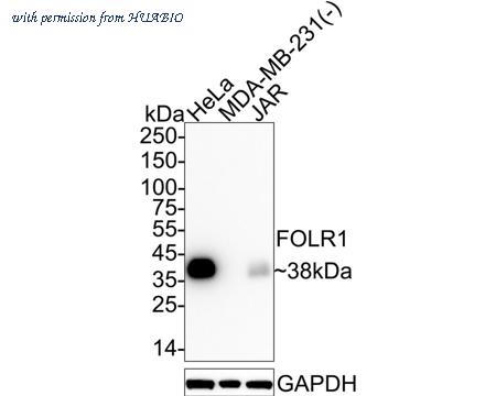 HUABIO HA751117 image 1