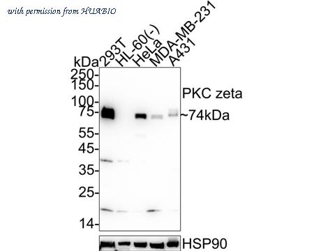 HUABIO HA751122 image 1