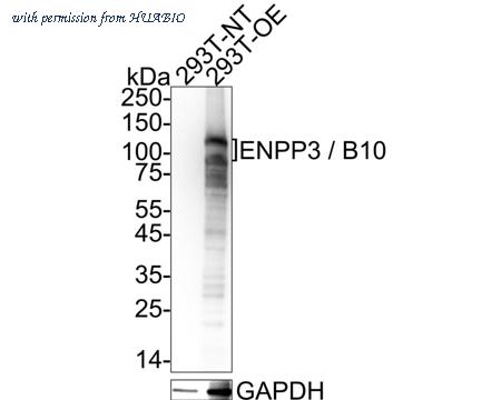 HUABIO HA751123 image 2