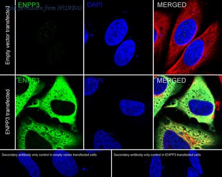 HUABIO HA751123 image 3