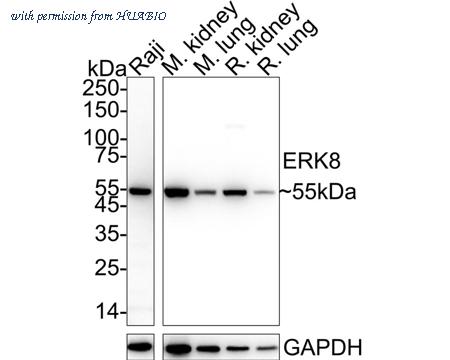 HUABIO HA751144 image 1