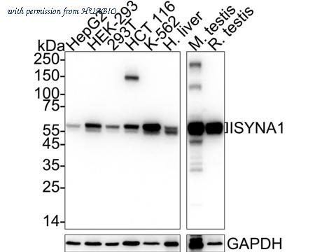 HUABIO HA751146 image 1