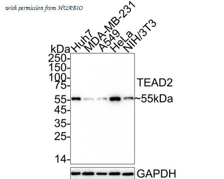 HUABIO HA751153 image 1