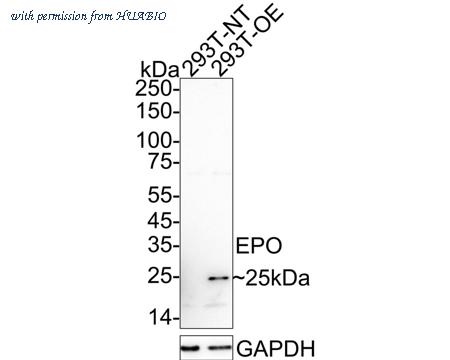 HUABIO HA751154 image 1