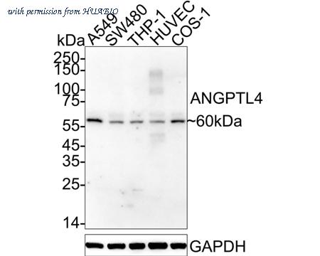 HUABIO HA751156 image 1