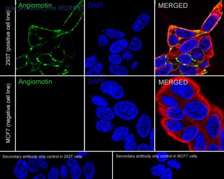 HUABIO HA751167 image 2