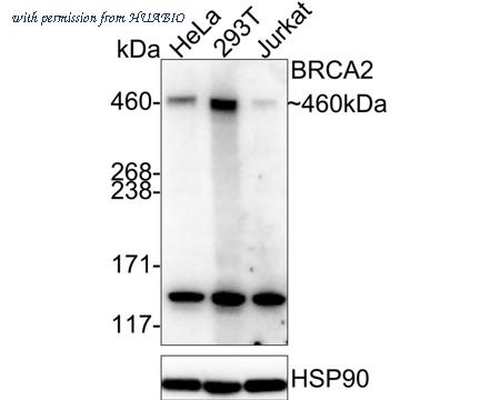 HUABIO HA751177 image 1