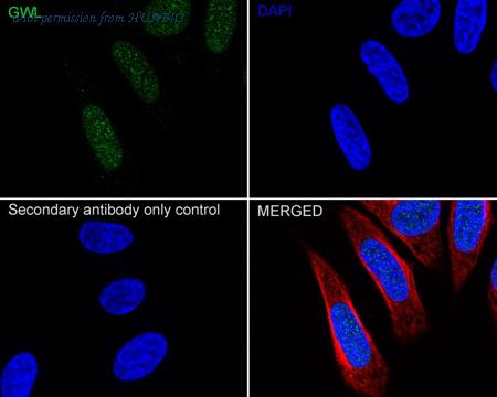 HUABIO HA751181 image 2