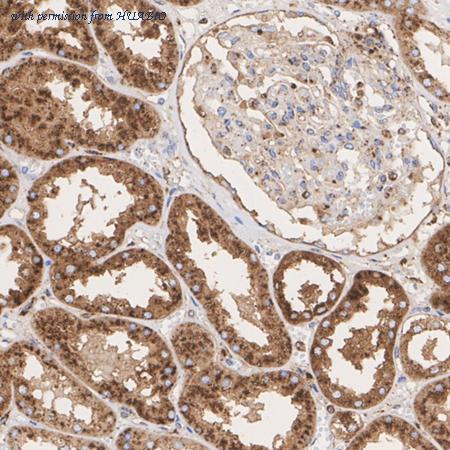 HUABIO HA751183 image 3