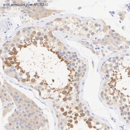 HUABIO HA751185 image 3