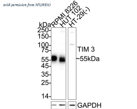 HUABIO HA751187 image 1