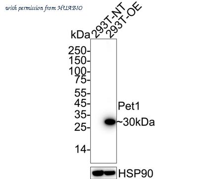 HUABIO HA751189 image 1
