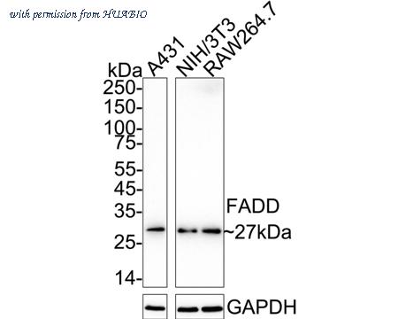 HUABIO HA751190 image 1